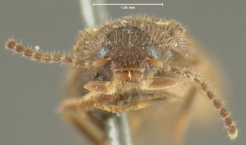 Media type: image;   Entomology 4771 Aspect: head frontal view